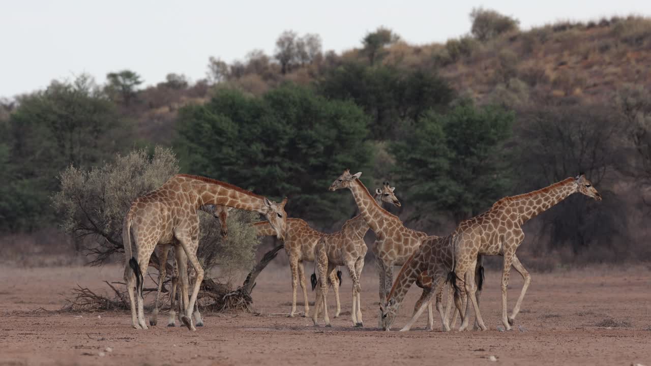 Beautiful wide shot of a herd of giraffes drinking at a waterhole in the dry Kgalakgadi Transfrontier Park.