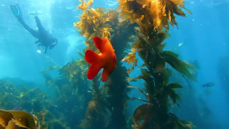 orange fish in a captivating kelp forest holds the secrets of marine life