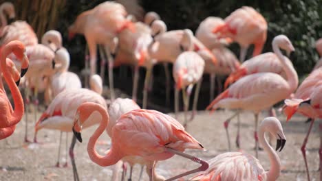a group of pink flamingos standing on a rock near 4k 2025 08 04 09 03 05 utc.mov | animal, animals, avian, balance