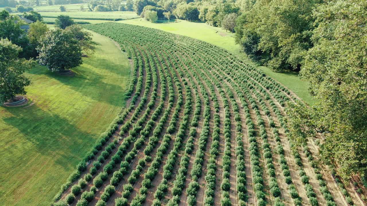 dron aéreo descendente disparado sobre el campo de arbustos de plantas de marihuana que crecen en largas filas para el cáñamo industrial