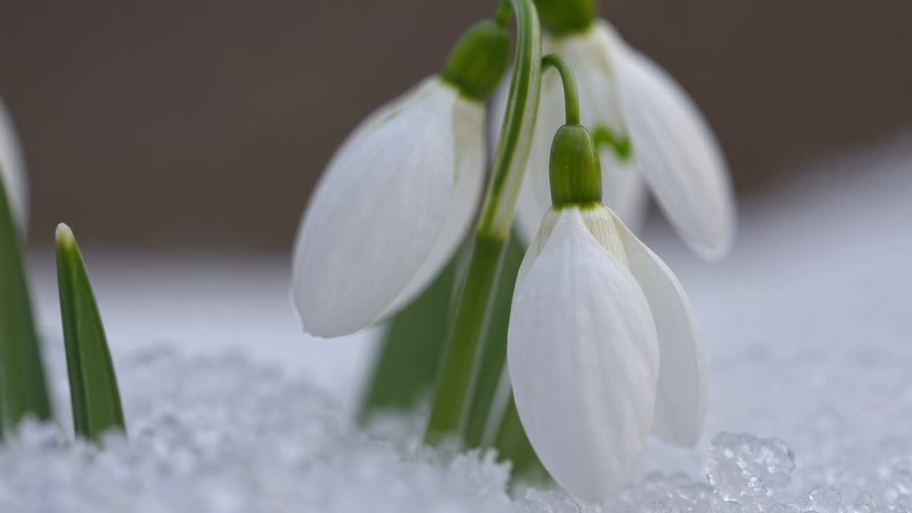 Video ravvicinato di bucaneve delicati che spuntano dalla neve, ripresi da un angolo basso