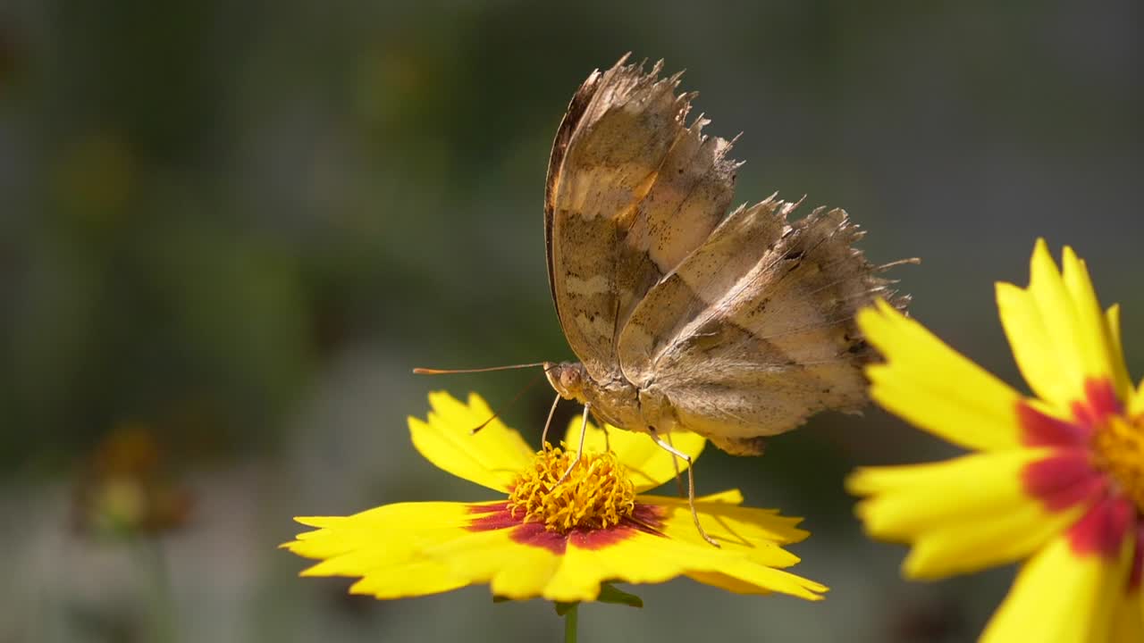 Primo piano di una farfalla monarca indaffarata che lavora su un fiore giallo sotto la luce del sole all'aperto.
