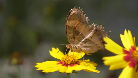 close up of busy monarch butterfly working on yellow flower during sunlight outdoors