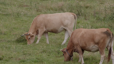 cows grazing in a field