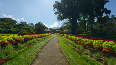 beautiful garden path with colorful flowers