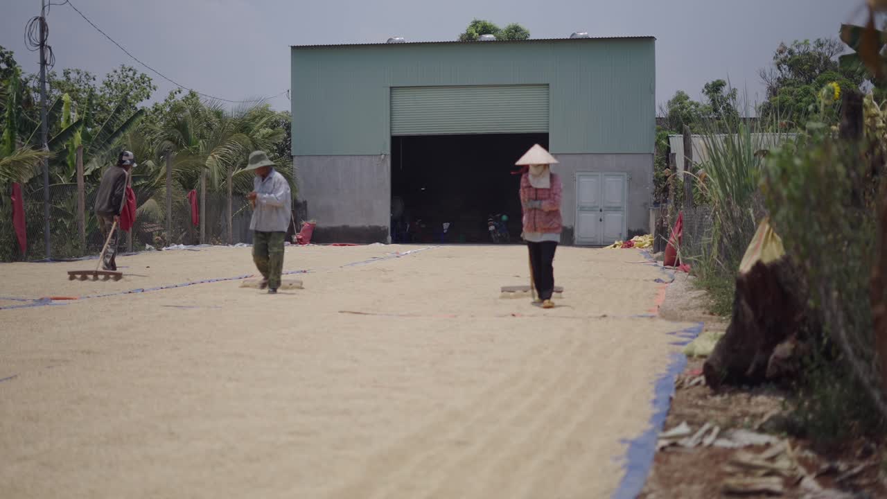 Farmers Drying Rice in a Rural Setting