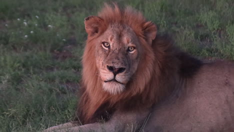 zoom in on a male lion looking at the camera