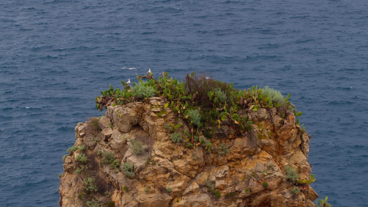 Seagull flies to nest with others on ocean rock in Taormina, Sicily, Italy (Italia), coastal nature