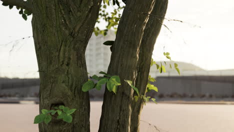 close-up of tree trunk in urban setting