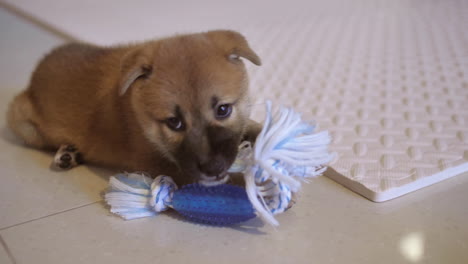 Playful-cute-little-shiba-inu-puppy-chewing-toy-during-puppy-teething-period-around-8-weeks