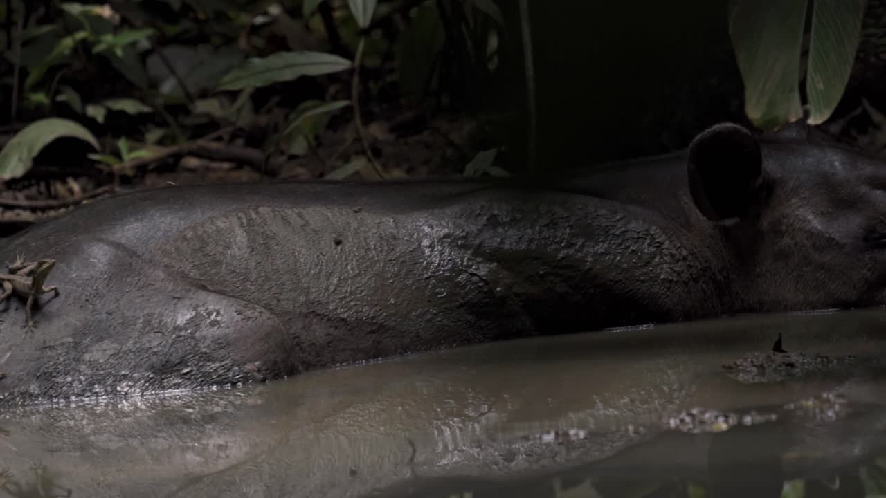 A Baird's tapir (Tapirus bairdii) is captured resting and cooling off in a muddy pool at Sirena Sector in Corcovado, Costa Rica
