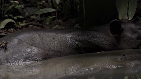 a baird's tapir (tapirus bairdii) is captured resting and cooling off in a muddy pool at sirena sector in corcovado, costa rica