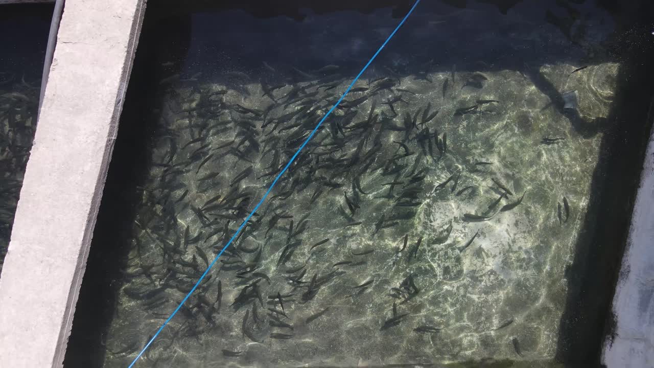 искусственный пруд для форели