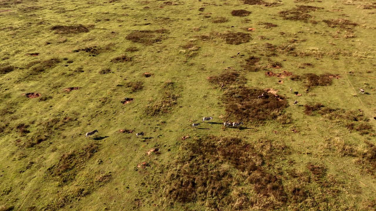 Top drone view of Burchell's zebra herd lazily walking over green grassy terrain