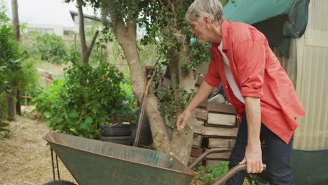 senior caucasian man walking with wheelbarrow and fork in garden