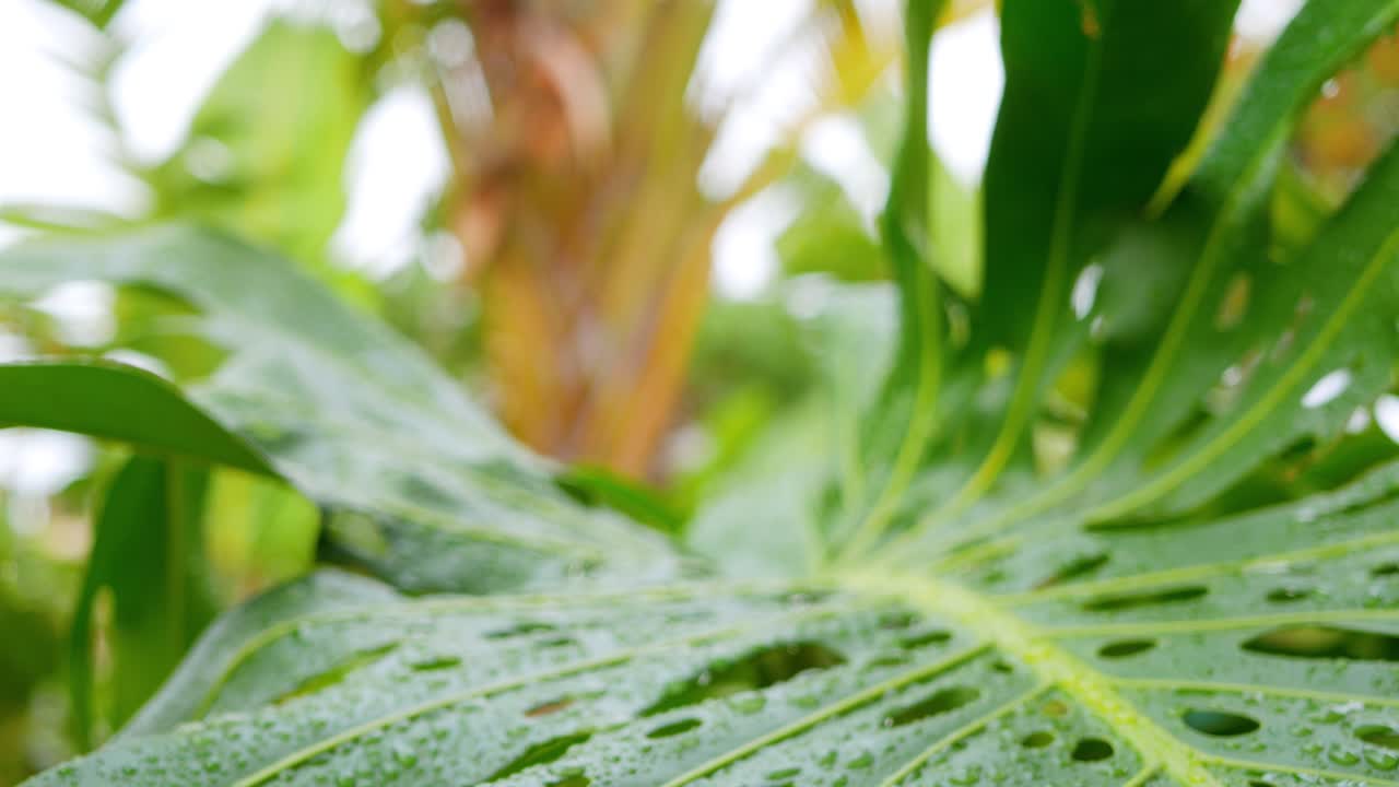 비가 내린 후 커다란 녹색 맛있는 괴물 잎 위에 뚱뚱한 비가 떨어졌다