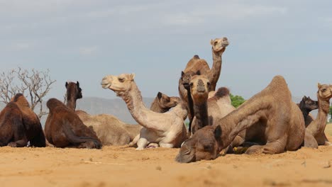 Camels-at-the-Pushkar-Fair,-also-called-the-Pushkar-Camel-Fair-or-locally-as-Kartik-Mela-is-an-annual-multi-day-livestock-fair-and-cultural-held-in-the-town-of-Pushkar-Rajasthan,-India.