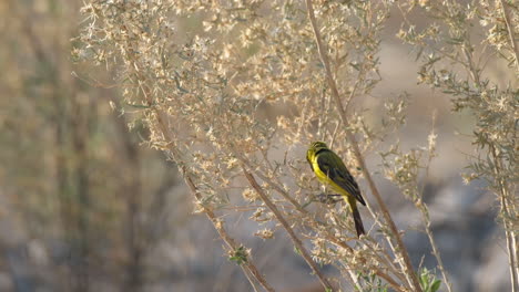 yellow-fronted canary bird feeds on the wild bushes in the african deserts