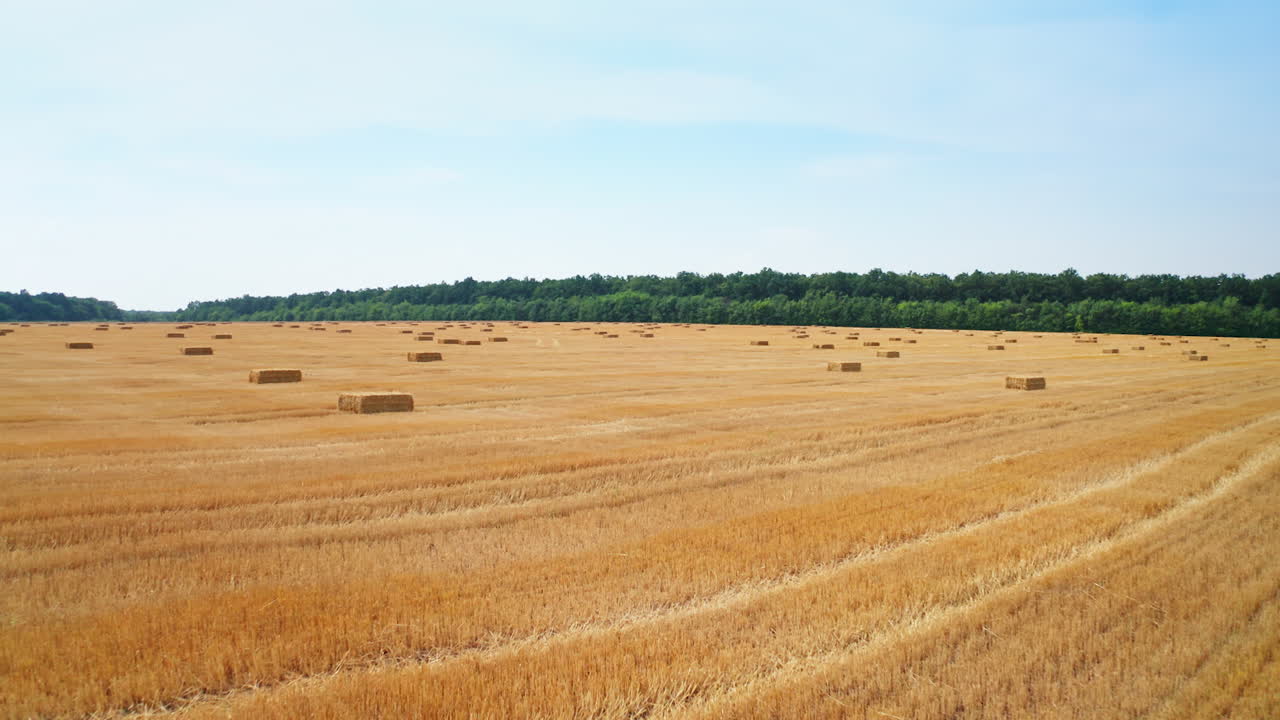 Neat hay bales left in the field for drying after the mowing season. Flying low over the field full of straw packs.