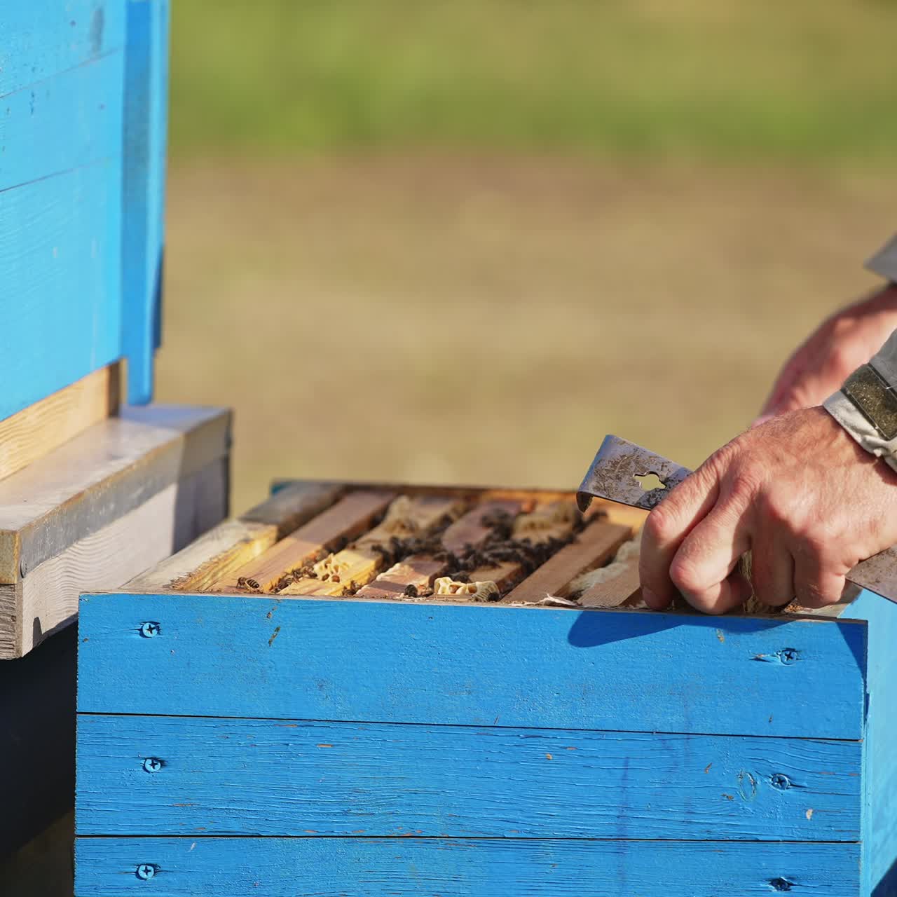 Apiarist's hands hold and turn the frame coated with worker bees. Man shakes of the insects from a frame. Blurred backdrop