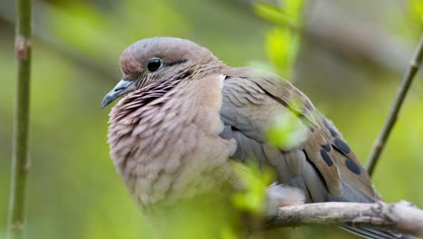 extreme close up of a chubby eared dove standing on a branch