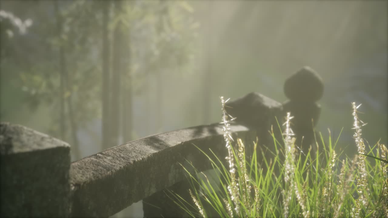 일본 대나무 숲 과 녹색 초원 잔디 와 자연 빛