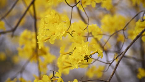 Cerrar-Toma-En-Cámara-Lenta-De-Las-Hermosas-Flores-Amarillas-Del-árbol-De-Guayacán-En-Colimes,-Ecuador