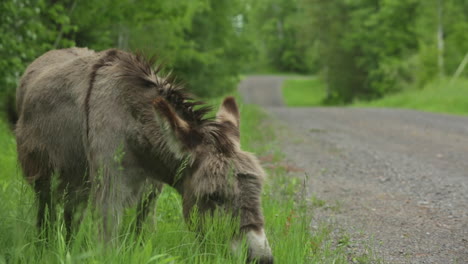donkey on side of country rode