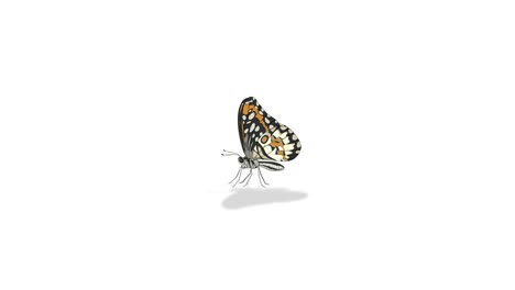 detailed animation showcasing butterfly anatomy and movement