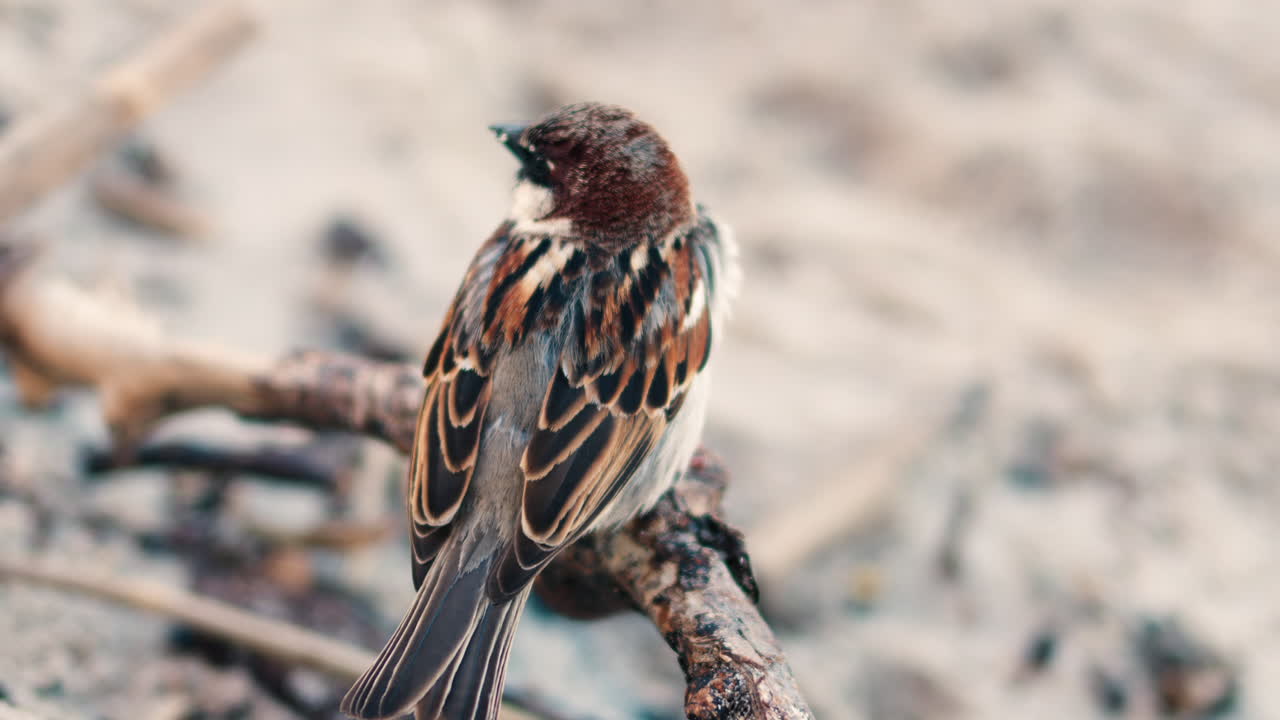 Close up of a sparrow sitting on a branch on the beach with a blurred background
