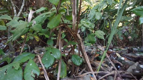 incontables botellas arrojadas detrás de un jardín de hotel junto a la playa en las islas andaman en india