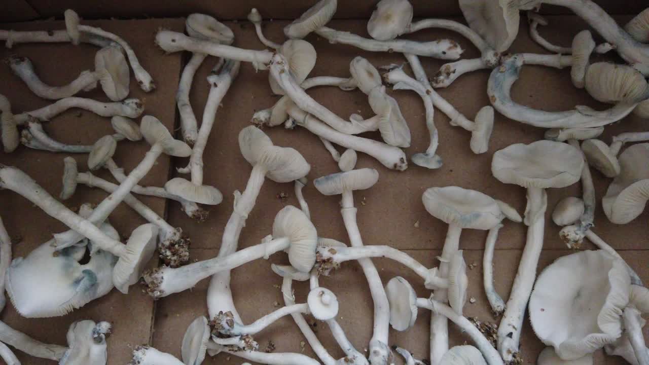 Magic Mushrooms Closeup View Albino Thai Home Grown Drying Process in a Box
