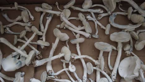 magic mushrooms closeup view albino thai home grown drying process in a box