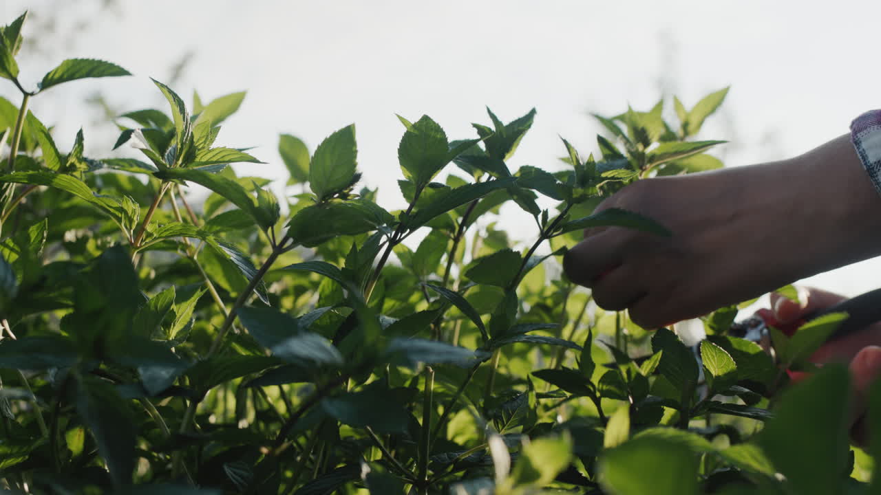 hombre cortando brotes de menta para un cóctel