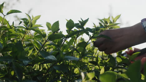 Man-cutting-mint-shoots-for-a-cocktail