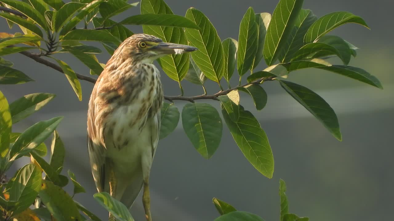 garza en los ojos de los árboles