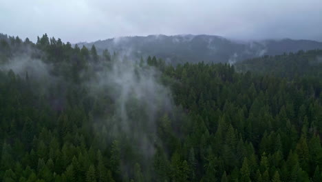 Birds-eye-view-over-the-forests-of-Muir-Woods-National-Monument-in-California