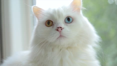 domestic cat with complete heterochromia. white cat with different colored eyes is sitting by the window.