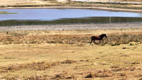 horse wandering by the lake