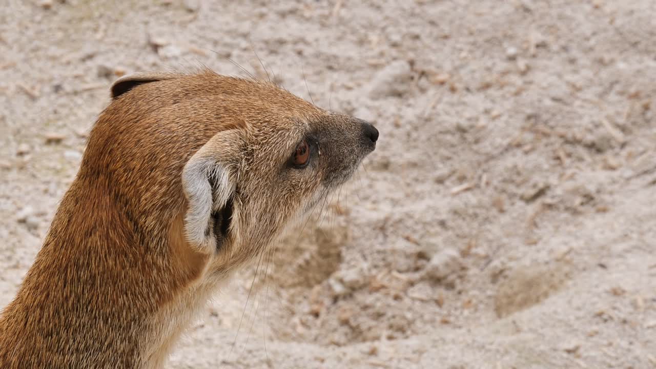 Cute Mongoose Fox checking the area and looking for food,close up