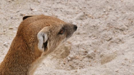 Süßer-Mungofuchs,-Der-Die-Gegend-überprüft-Und-Nach-Nahrung-Sucht,-Nahaufnahme