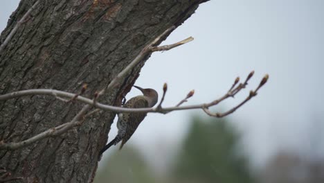 Schnee-Fällt-Auf-Ein-Nördliches-Flimmern,-Das-Auf-Einem-Baum-Thront,-Spechtvogel,-Der-In-Die-Nesthöhle-Eindringt