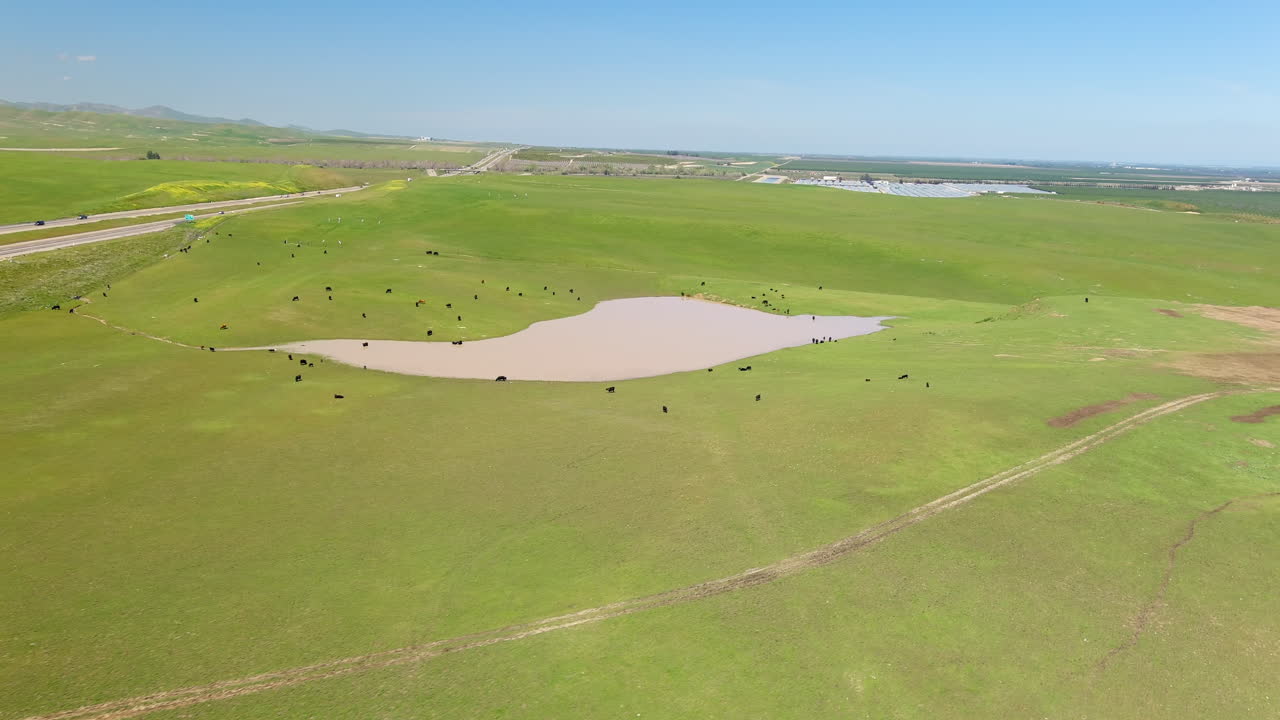 미국 캘리포니아 주 센트럴  ⁇ 리 의 목초지 에 있는 우유 소 들 의 공중 파노라마