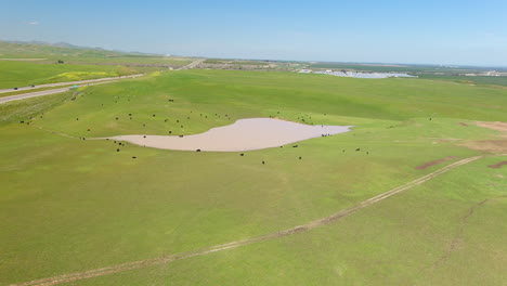 Aerial-Panoramic-View-Dairy-Cows-On-Pasture-Land-In-Central-Valley,-California,-United-States