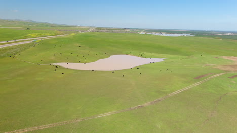 aerial panoramic view dairy cows on pasture land in central valley, california, united states