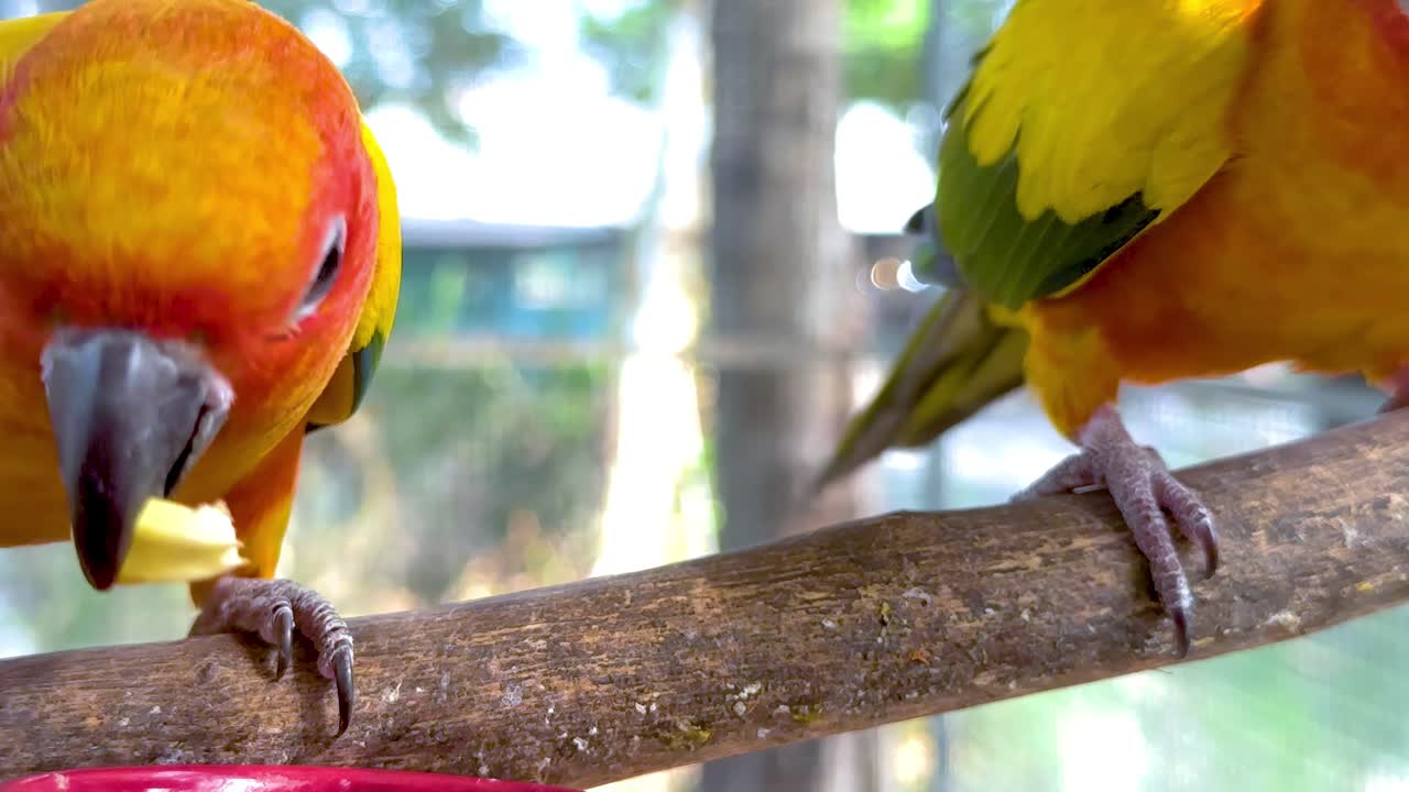 시장 에서 컵 에서 먹이 를 먹는 무새 들