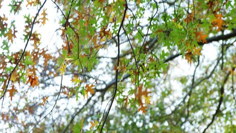 hoja de arce cayendo del árbol