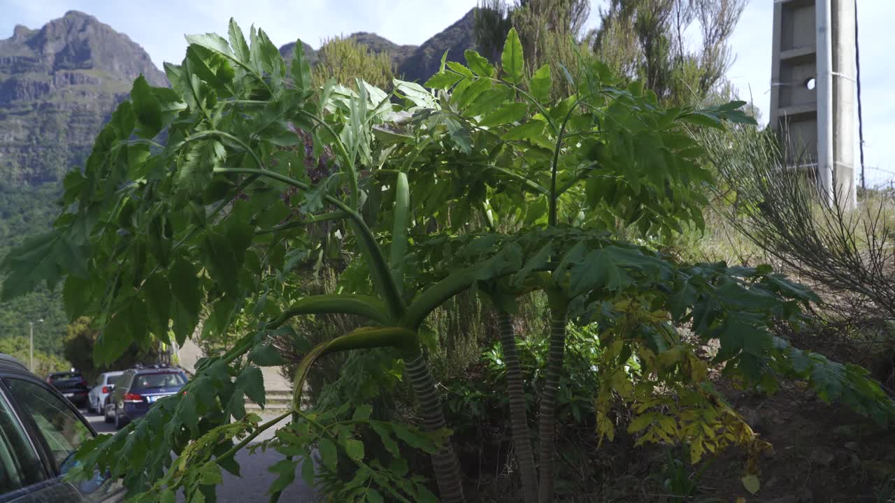 마데이라 자이언트 블랙 파슬리, 상비센테, 마데이라 섬, 포르투갈에 있는 멜라노셀리눔 데시피엔스 식물