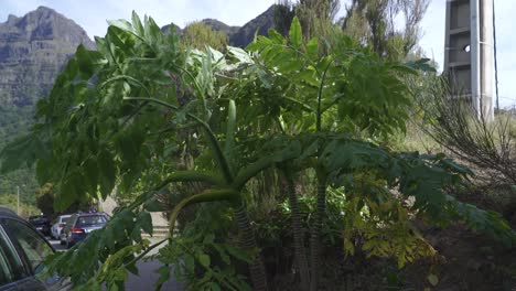 perejil negro gigante de madeira, planta de melanoselinum decipiens en são vicente, isla de madeira, portugal