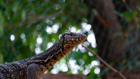 Un-Lagarto-Monitor-De-Agua-Asiático-Estable-Y-Alerta-En-Cautiverio---Primer-Plano